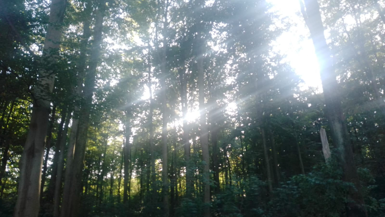 Ein Tag im Wald II