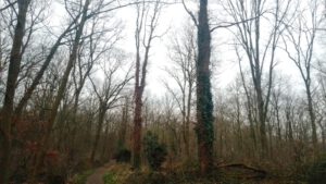 Der Forstwald am Abend