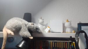 Keiner interviewt Insider in dem Fall Mausebär