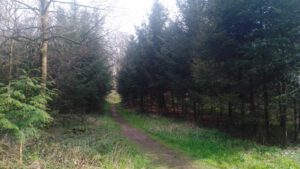 Stadtwald - Statt Wald