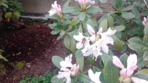 Unser Rhododendron ist am Ende sogar beliebt