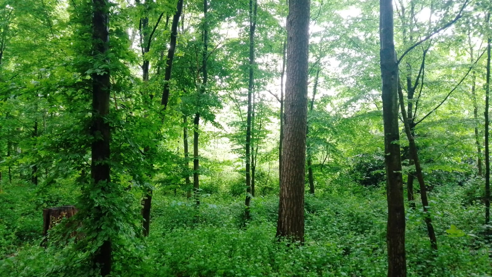 Schön grün ist es im Forstwald